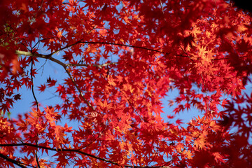 風景素材　鮮やかな紅葉