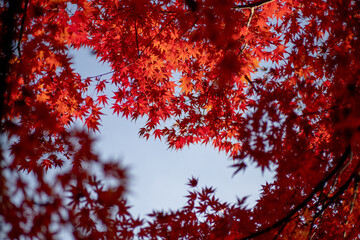風景素材　鮮やかな紅葉