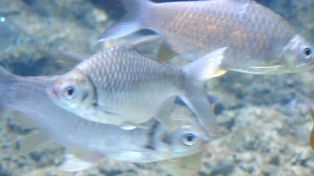 Group of Java barb or Silver barb fishes swimming under water, Freshwater fish in natural water bodies in Thailand