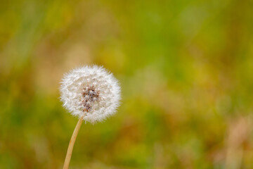 風景素材　タンポポのわたぼうし