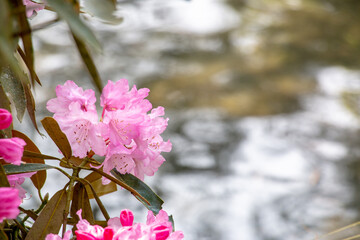 風景素材　綺麗なしゃくなげの花