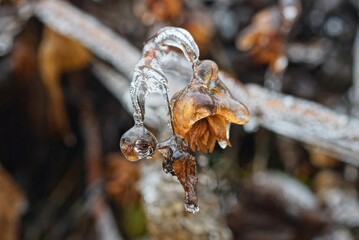 brown hop bud on an icy plant branch in white ice in a winter park