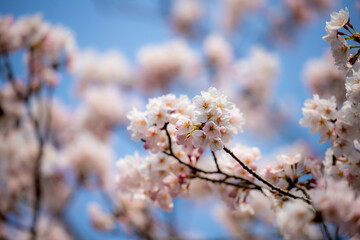 風景素材　満開の桜の花
