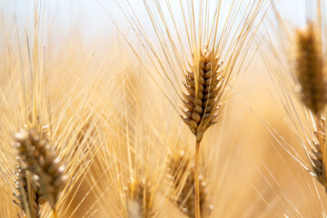 風景素材　収穫間近の夏の麦の穂