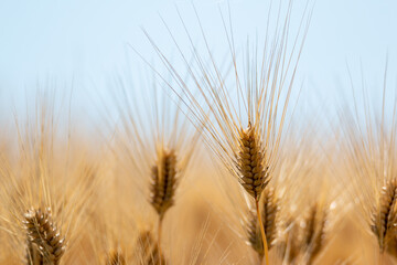 風景素材　収穫間近の夏の麦の穂