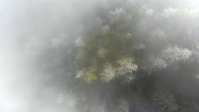 Drone dans les montagnes au dessus de sapins