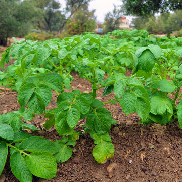Potato plantations in a garden