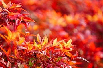 赤く紅葉した低木