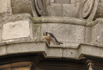Peregrine Falcon on a church in London