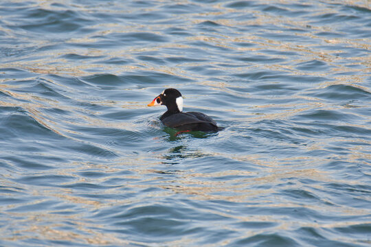 A picture of a surf scoter swimming in the ocean.   White Rock BC Canada
