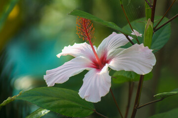 Close up of Hibiscus arnottianus "Wilder's White" White, faintly scented flower with red pistil. Selective focus