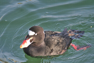 A closeup of a surf scoter swimming in the ocean.   White Rock BC Canada
