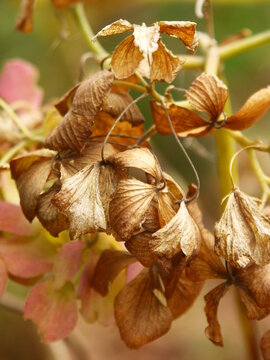 枯れ紫陽花 Images Browse 66 Stock Photos Vectors And Video Adobe Stock
