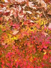 公園の紅葉のドウダンツツジとその上に散った枯れ葉
