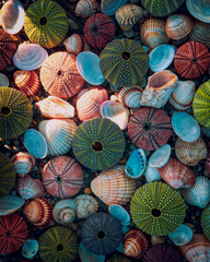 a collection of sea urchins and shells laying on the beach, natural, seamless pattern background