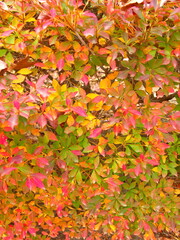 公園の紅葉のドウダンツツジ