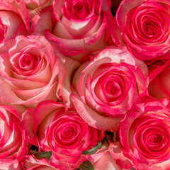 colorful white, pink rose flowers top view closeup, natural pattern background