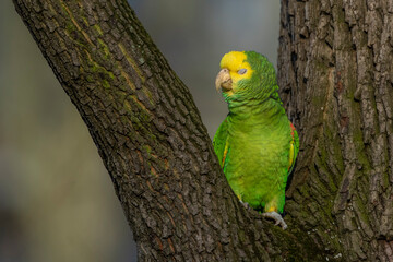Gelbkopfamazone (Amazona oratrix)