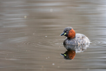 Zwergtaucher (Tachybaptus ruficollis)