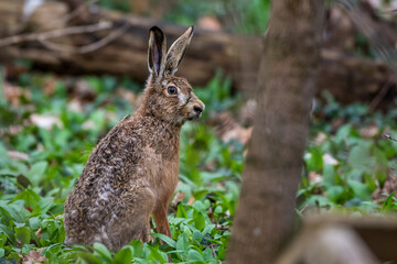 Feldhase (Lepus europaeus)