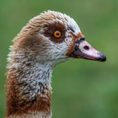 Nilgans (Alopochen aegyptiacus)