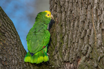Gelbkopfamazone (Amazona oratrix)