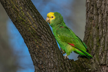 Gelbkopfamazone (Amazona oratrix)