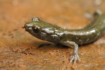 Aneides flavipunctatus - Black Salamander