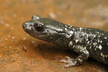 Aneides flavipunctatus - Black Salamander