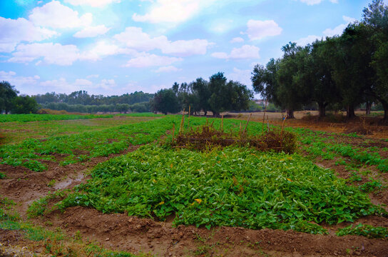 Potato plantations in a garden