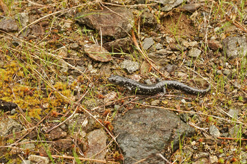 Aneides flavipunctatus - Black Salamander