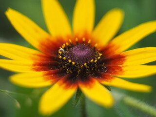 Yellow flower in the bright sun