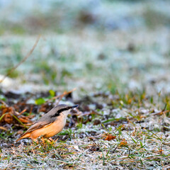nuthatch standing on frozen grass in a garden