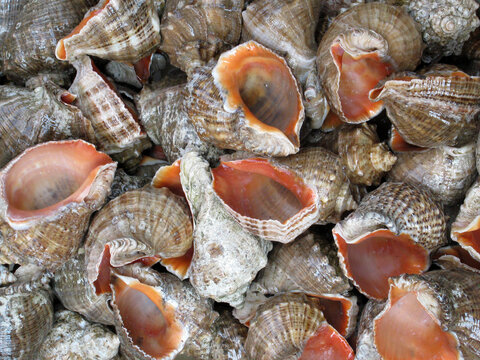 many empty beautiful shells of rapan