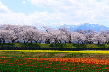 日本の春。舟川べり春の四重奏。朝日、富山、日本。４月中旬。