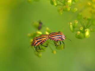 Sex in insects