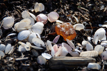 Baltic amber among the shells by the sea