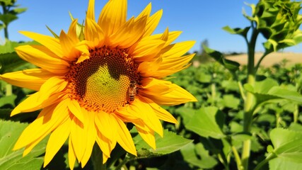 Girasole Cielo Blu Coriano Ape