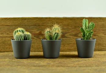 Trzy, małe kaktusy w doniczkach na różnych tłach.