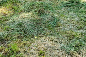 Green grass texture background. Background of mowed green grass.