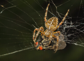 Kreuzspinne,Araneus mit Beute