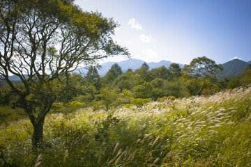 高原の風景　八ヶ岳美し森
