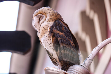 Sleeping barn owl side profile 