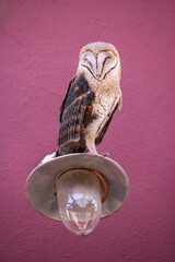 Barn owl on lamp