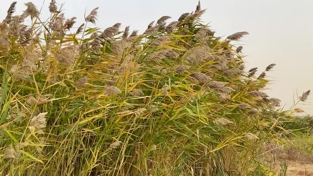 The reeds flutter in strong wind. Steppe grasses in an autumn overcast field bend under a hurricane. bad weather. Storm wind in Rostov region of Volgodonsk, Russia. Slow-motion video. Close up