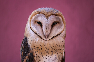 Barn owl close up portrait
