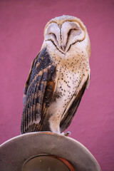 Cute barn owl