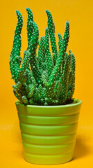 Close-up and detail of small potted cactus houseplant against orange background