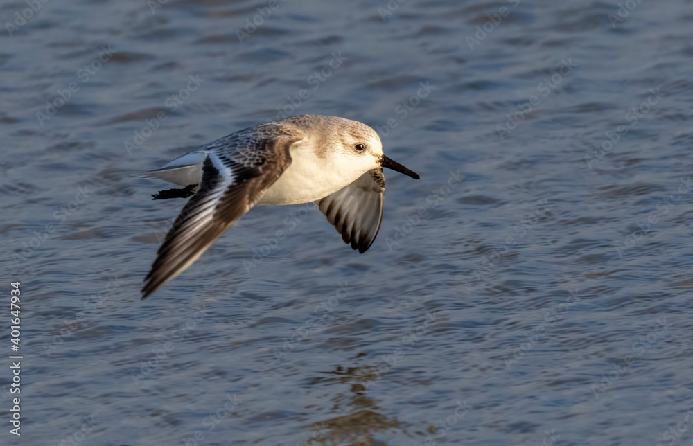 Sticker Sanderling (Calidris alba) flying over the ocean, Galveston, Texas, USA.