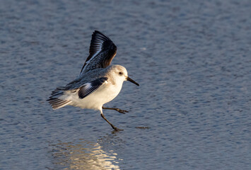 Sanderling (Calidris alba) landing into shallow water near the ocean coast, Galveston, Texas, USA.